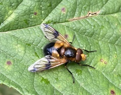Volucella inflata