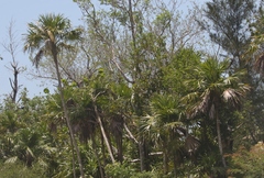 Thrinax radiata
