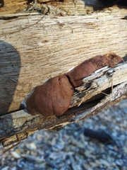 Reticularia lycoperdon