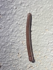 Parajulinae