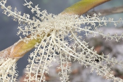 Thrinax radiata