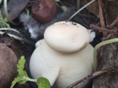 Geastrum fornicatum