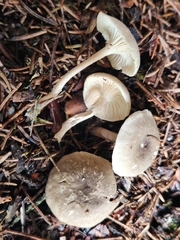 Spodocybe trulliformis