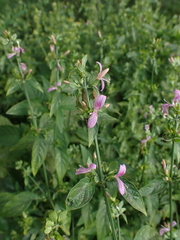 Dicliptera brachiata