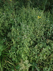 Dicliptera brachiata