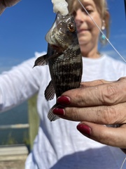 Centropristis striata