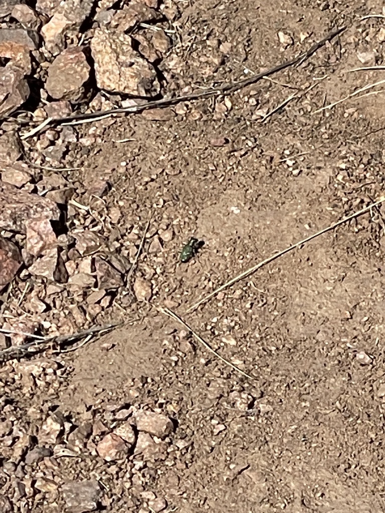 Audubon's Tiger Beetle from Littleton, CO, US on September 23, 2022 at ...