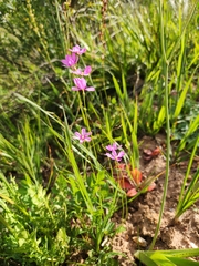 Ixia erubescens