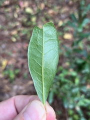 Quercus laurifolia