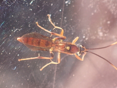 Cratichneumon paratus