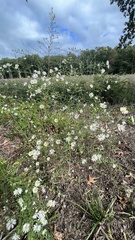 Symphyotrichum pilosum