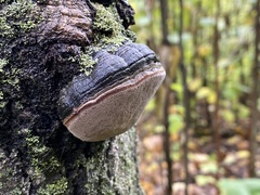 Phellinus tremulae