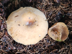 Paralepista gilva