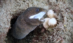 Gymnothorax meleagris
