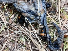 Nicrophorus vespilloides
