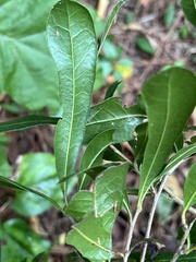Quercus laurifolia