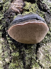 Phellinus tremulae