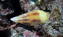 Nebularia ustulata