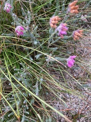 Erica tetralix