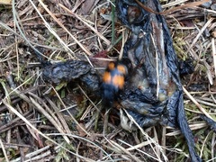 Nicrophorus vespilloides