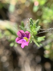 Calibrachoa parviflora