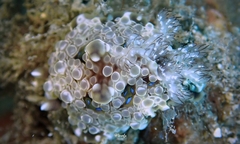 Dendrodoris krusensternii