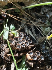 Cyathus stercoreus