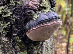 Phellinus tremulae