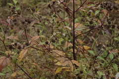 Bidens tripartita