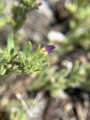 Calibrachoa parviflora