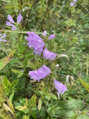 Physostegia