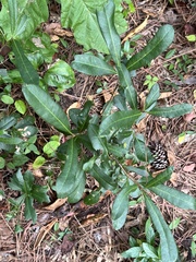 Quercus laurifolia