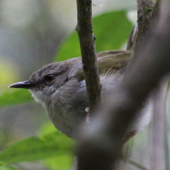Camaroptera brachyura