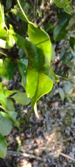 Agromyzidae