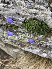 Campanula cochleariifolia