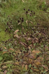 Bidens tripartita