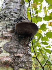 Phellinus tremulae