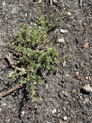 Calibrachoa parviflora