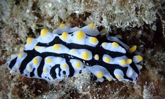 Phyllidia varicosa