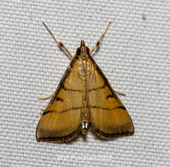 Cnaphalocrocis