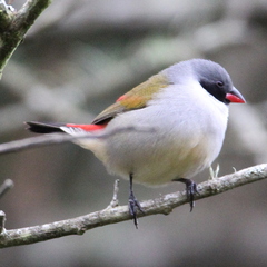 Coccopygia melanotis