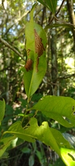 Agromyzidae