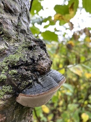 Phellinus tremulae