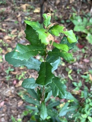 Quercus laurifolia