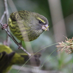 Crithagra scotops umbrosa