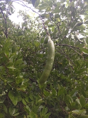 Pithecellobium lanceolatum