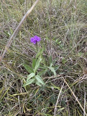 Verbena rigida