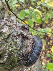 Phellinus tremulae