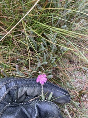 Erica tetralix