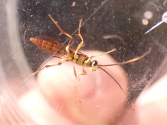 Cratichneumon paratus